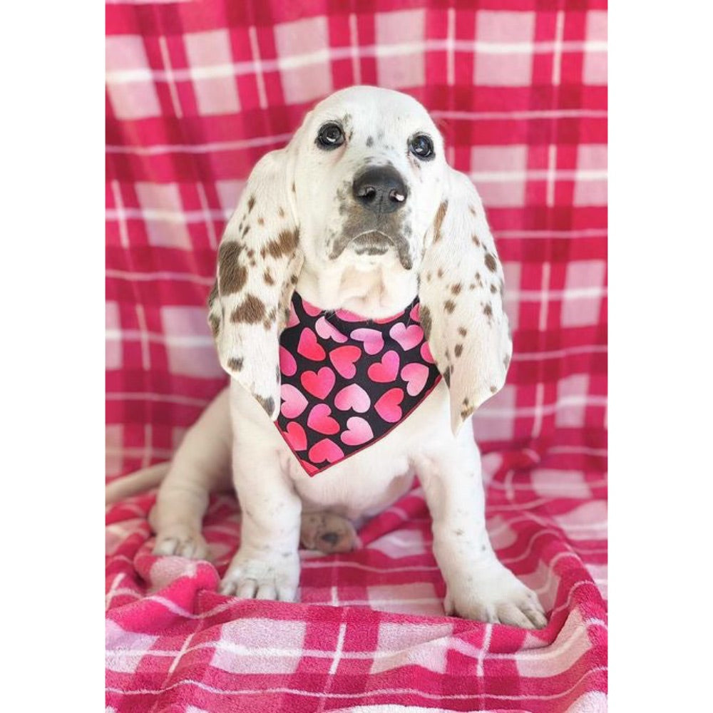 Paisley Paw Designs Ombre Hearts Valentine Bandana