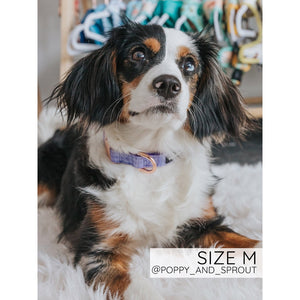 Sassy Woof Collar - Aurora
