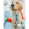 Sassy Woof Adjustable Harness - Bee Kind & Love Dogs