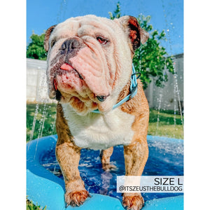 Sassy Woof Waterproof Collar - Blue
