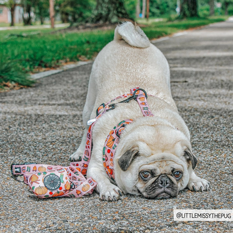 Sassy Woof Leash - Country Pupkin