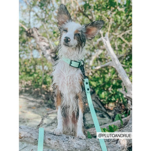Sassy Woof Waterproof Leash - Green