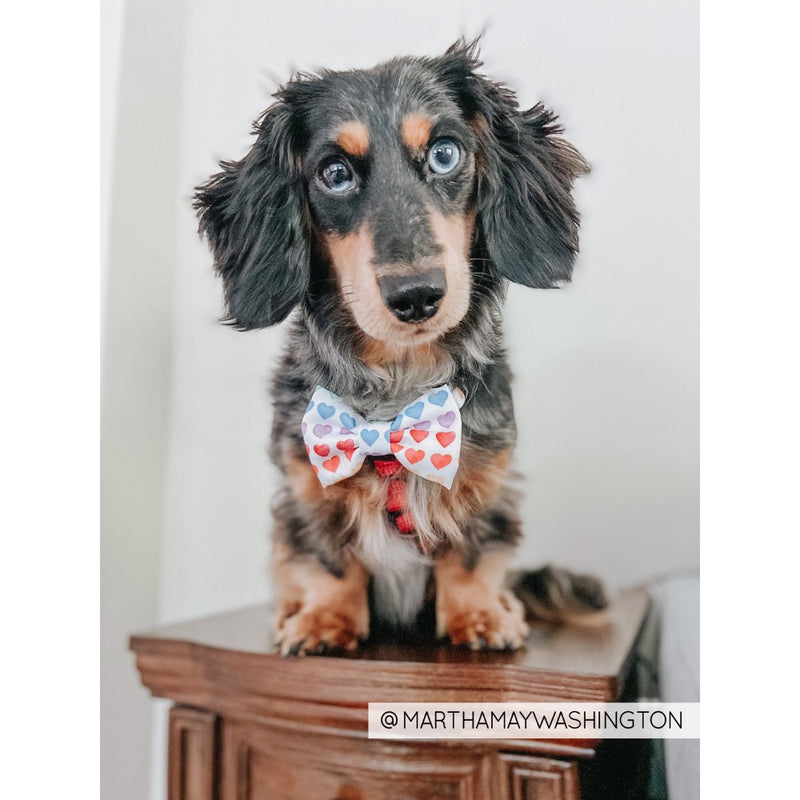 Sassy Woof Bowtie - Love Is Love