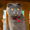 MyFamily memopet Red Cat Collar - XS