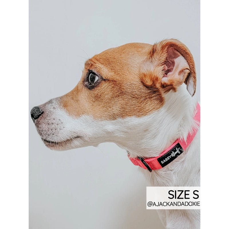 Sassy Woof Small Collar - Neon Pink