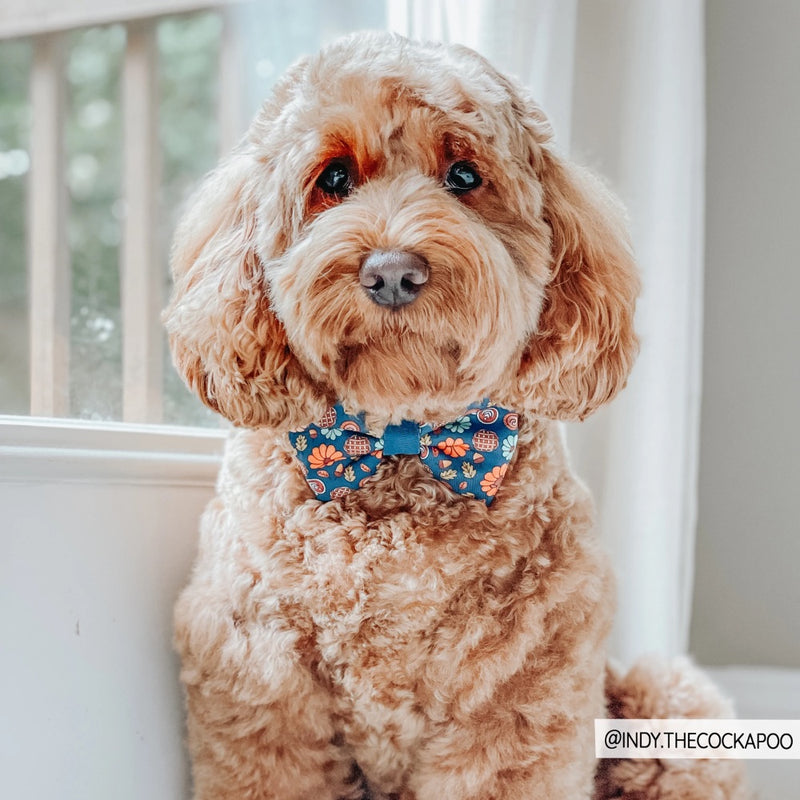 Sassy Woof Bowtie - Oh my Gourd