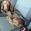 Doggie Design Seatbelt Strap Dog Car Leash