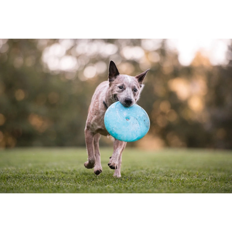 P.L.A.Y ZoomieRex InfiniDisc